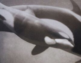 Bjossa calf 1988