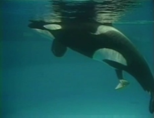 Taima 9