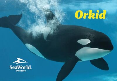 Orkid 89556