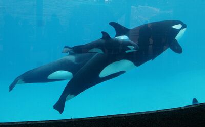 Kalia's calf 26