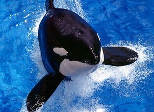 4a9dd1ff202f41a2a30974206a46cd6e pic-sw-killer-whale-senses-05--940x380 - Copy