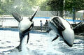 Thumbnail for version as of 04:25, August 10, 2012