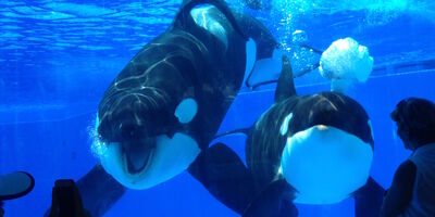 Tilikum malia 9445