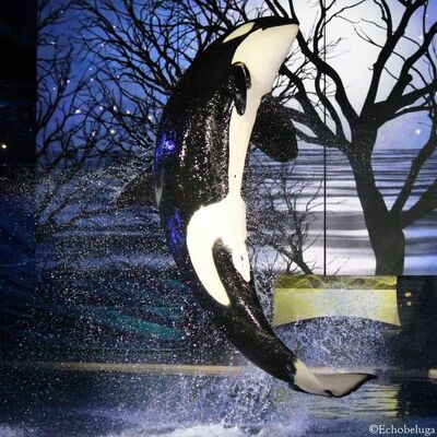 Echobeluga euwhjk