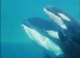 Corky calf