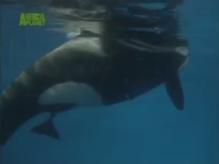 Kohana 99