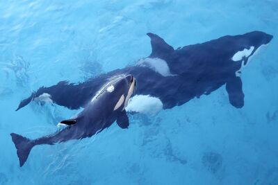 Marineland (3)