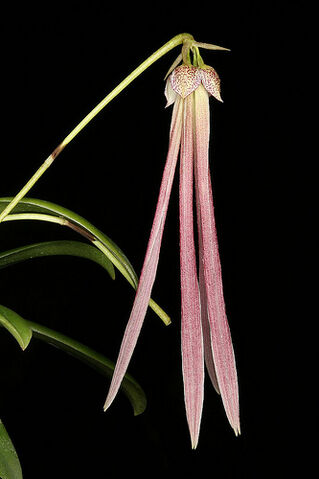 File:Bulbophyllum plumatum.jpg