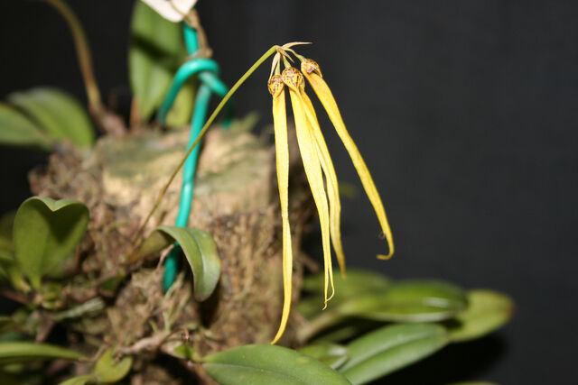 File:Thiurum.jpg