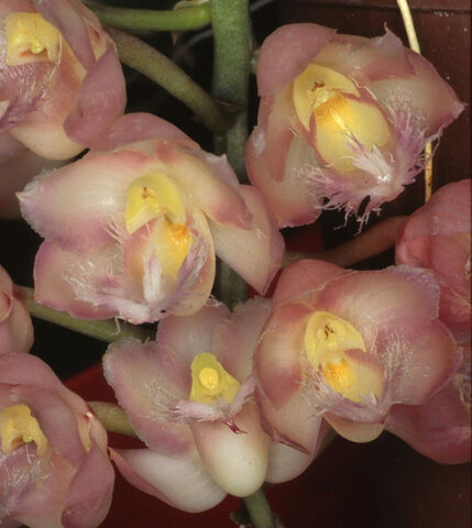 File:Clowesia rosea.jpg