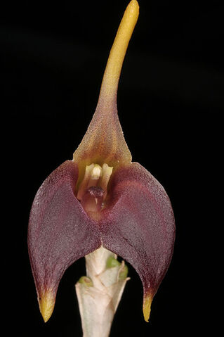 File:Masdevallia weberbaueri.jpg