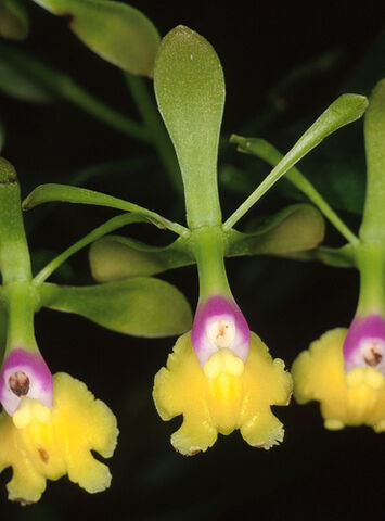 File:Epi. pseudepidendrum flavidum.jpg