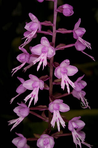 File:Stenoglottis Saturn 2.jpg