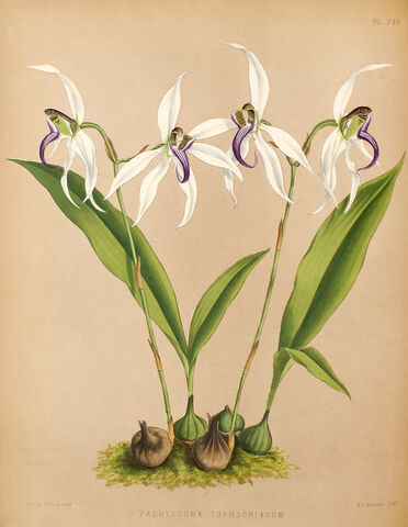 File:Ancistrochilus thomsonianus plate.jpg