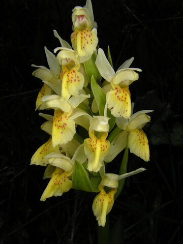 File:Dactylorhiza sambucina.jpg