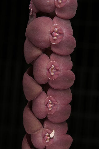 File:Stelis pachyphyta.jpg