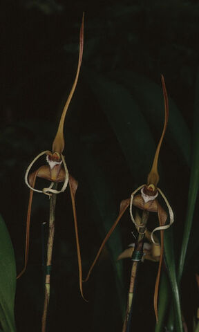 File:Maxillaria fractiflexa.jpg