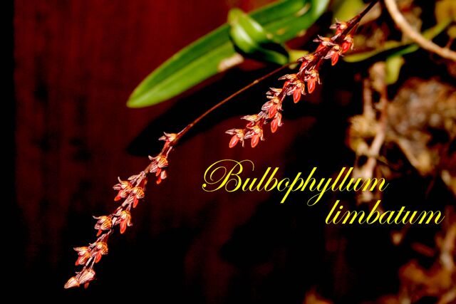 File:Bulbophyllum limbatum a.jpg