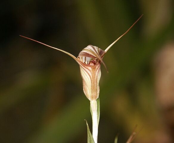 File:Pterostylis coccinea 270903.jpg