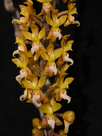 File:Malleola baliensis.jpg