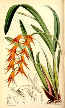 Ada aurantiaca-0