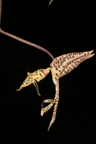 File:Gongora pardina.jpg