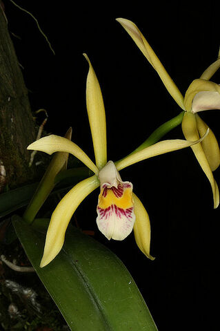 File:C. iricolor.jpg