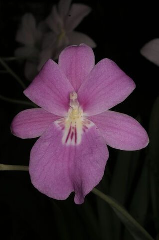 File:Miltoniopsis bismarkii.jpg