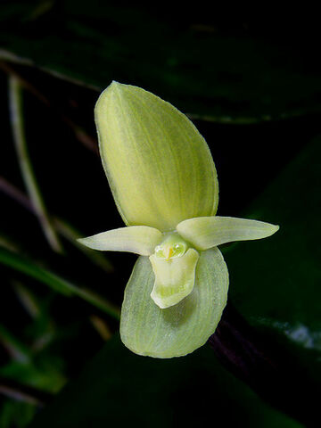 File:Pleurothallis cardiothallis alba.jpg