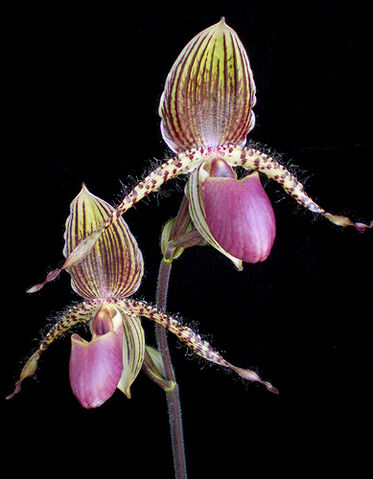 File:Paph. Vanguard.jpg