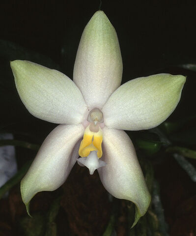 File:Phal. violacea alba.jpg