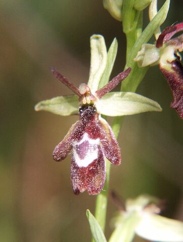 File:Ophrys x royanensis.jpg