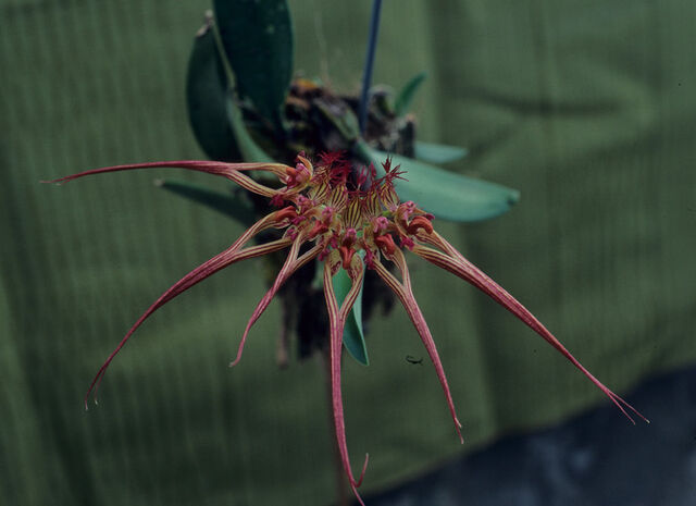 File:Bulbophyllum wendlandianum.jpg