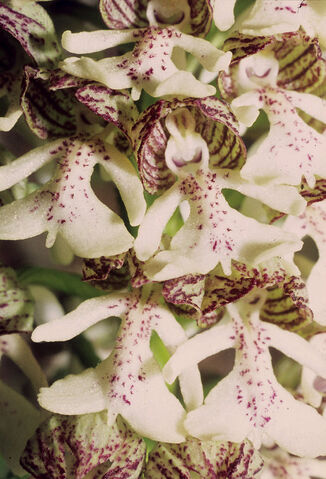 File:Orchis militaris3.jpg