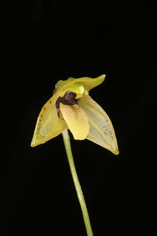 File:Masd. mentosa.jpg
