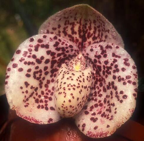 File:Paph. bellatulum.jpg