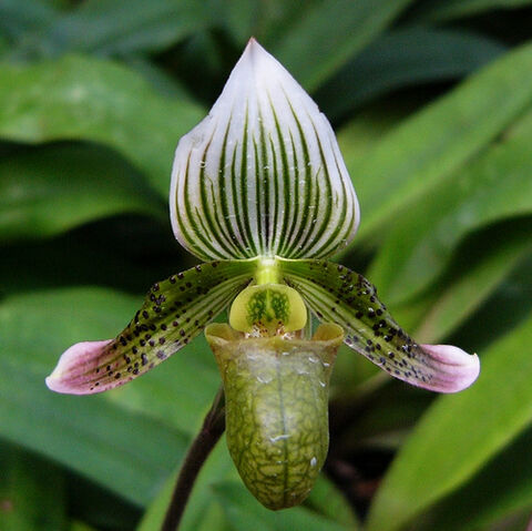 File:Paphiopedilum schoserii.jpg