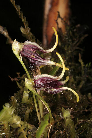 File:Masdevallia anachaeta.jpg