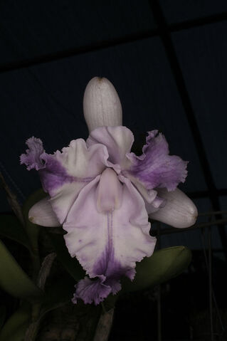 File:C. intermedia acquinii coerulea.jpg