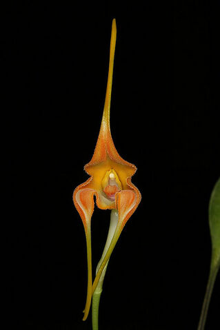 File:Masdevallia norops.jpg