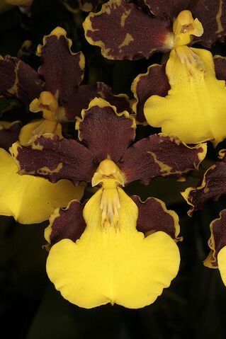 File:Oncidium hyphaematicum.jpg