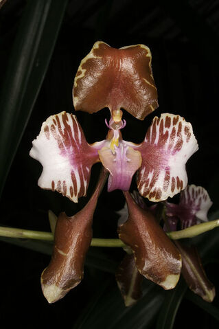 File:Cyrtochilum halteratum.jpg