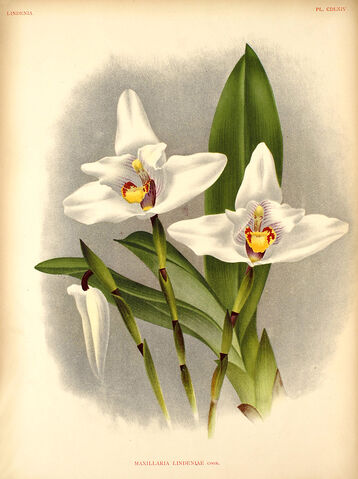 File:Maxillaria lindeniae plate.jpg