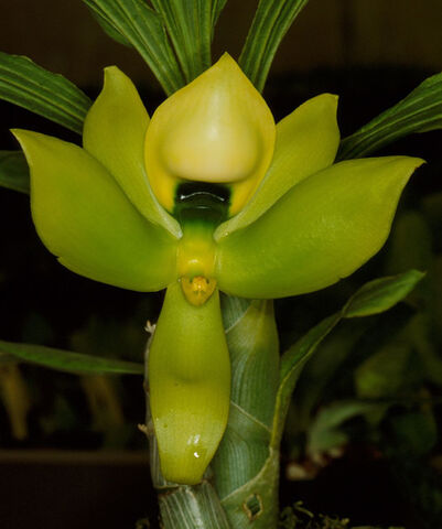 File:Cycnoches chlorochilon female.jpg