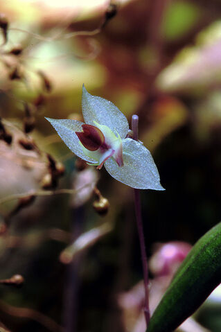 File:Lepanthes ruscifolia.jpg
