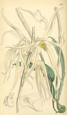 352px-Dendrobium amboinense