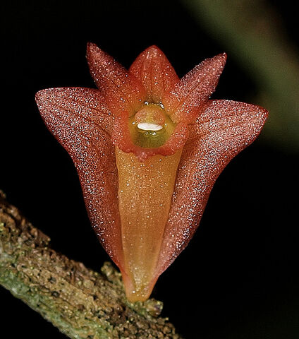 File:Dendrobium faciferum.jpg