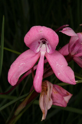 File:Disa amoena pink.jpg