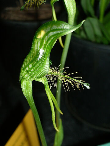 File:Pterostylis plumosa.jpg