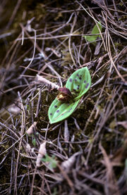 Cypripedium forestii habitat